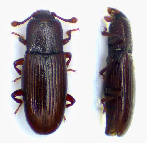 Cerylon ferrugineum